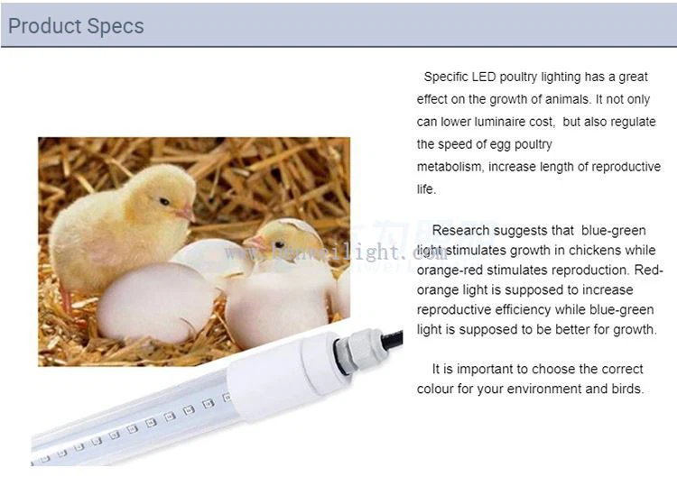 lighting for laying hens