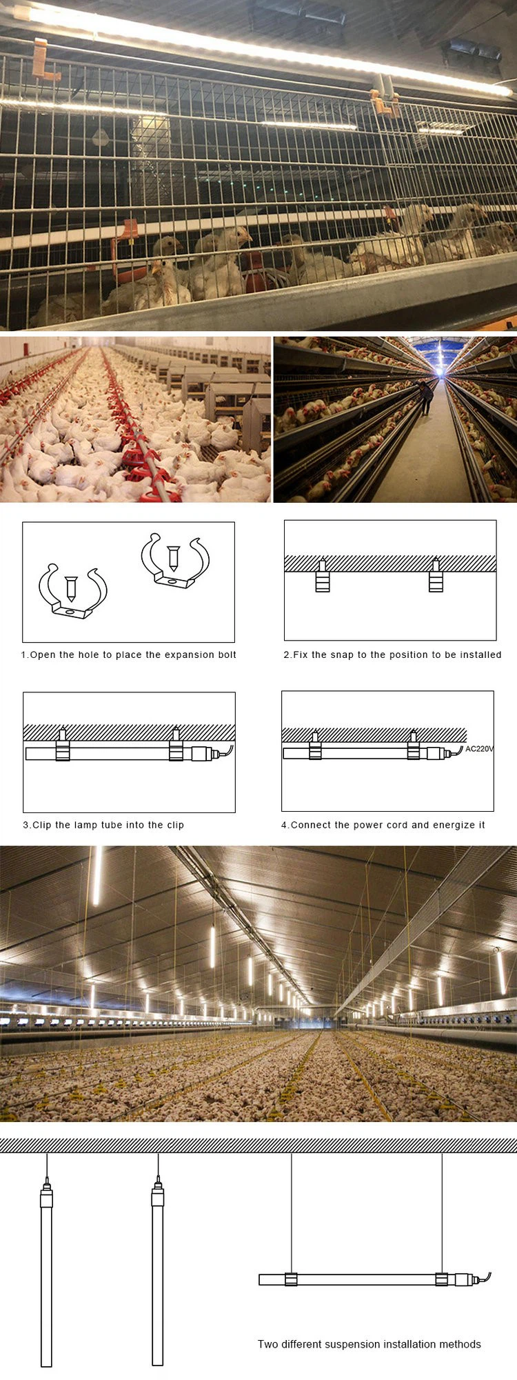 poultry lighting poultry lighting