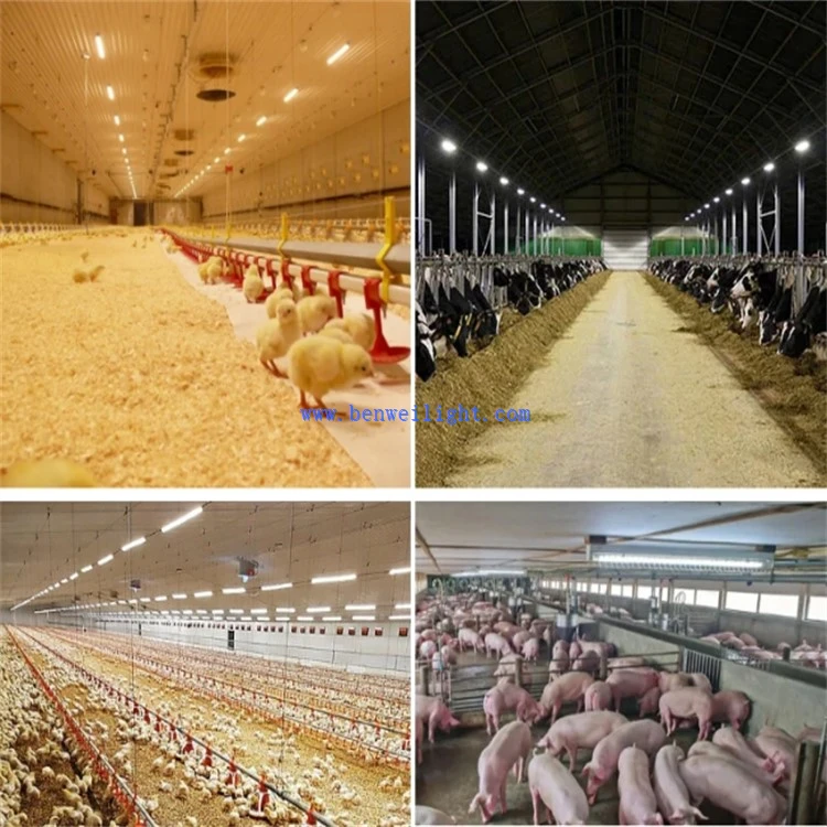 poultry house 11 poultry house 11