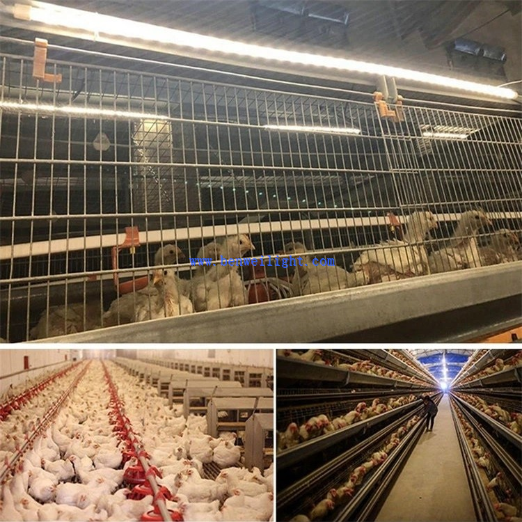 best light for chicks 1 best light for chicks 1