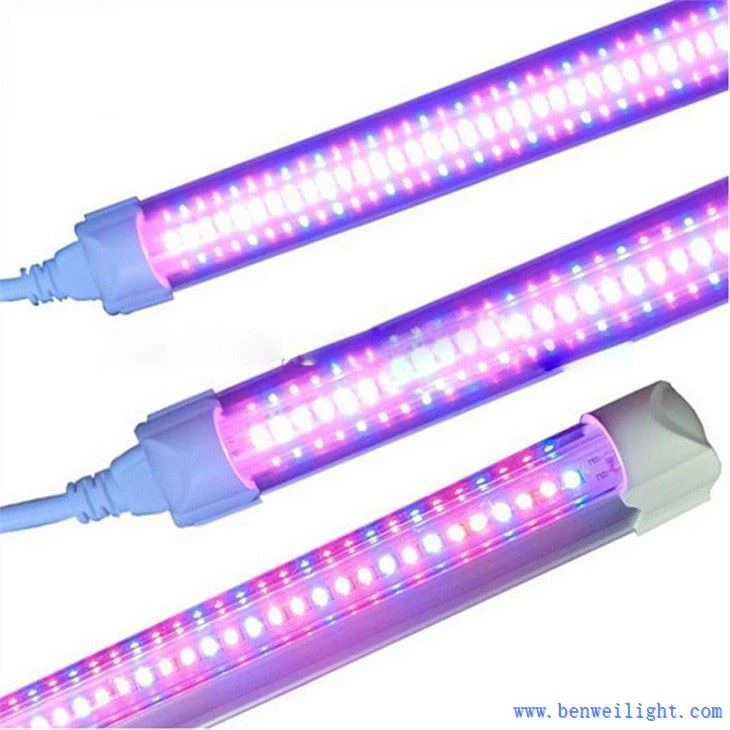 Gullar va mevalar uchun yorug'likni o'stirish