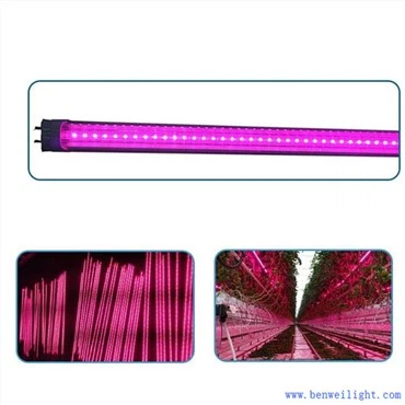 Led Grow chiroqlari
